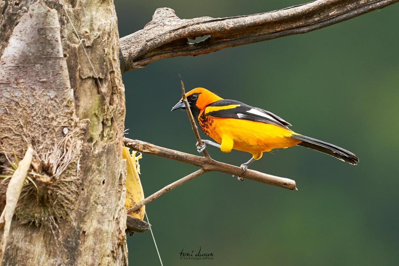 Birds & Breakfast Costa Rica Bed & Breakfast La Tigra  Bagian luar foto