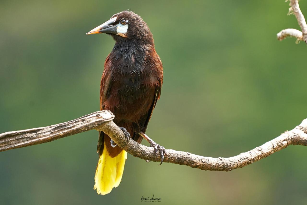 Birds & Breakfast Costa Rica Bed & Breakfast La Tigra  Bagian luar foto