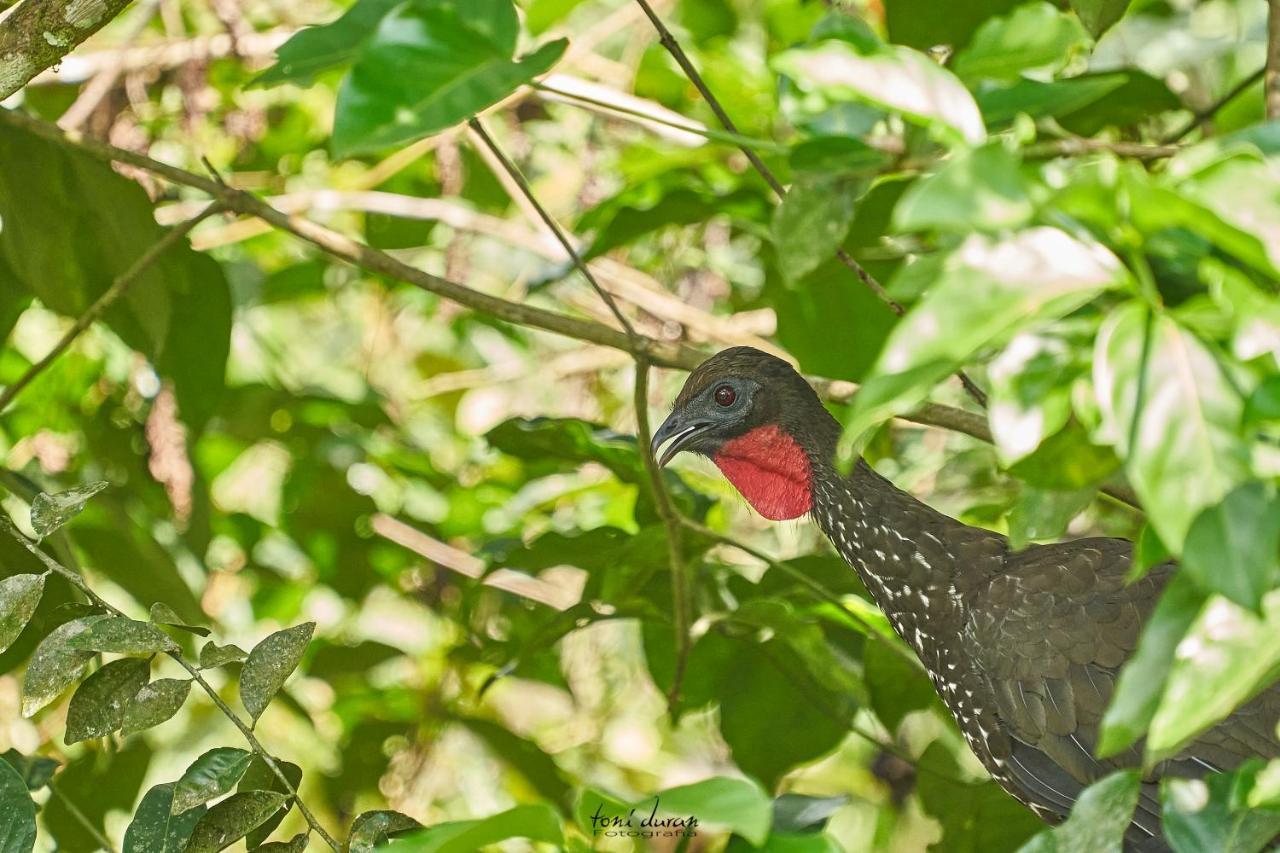 Birds & Breakfast Costa Rica Bed & Breakfast La Tigra  Bagian luar foto