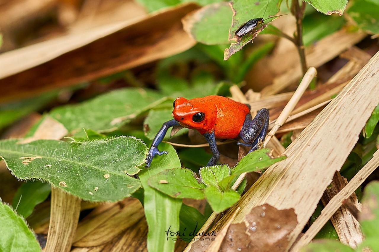 Birds & Breakfast Costa Rica Bed & Breakfast La Tigra  Bagian luar foto