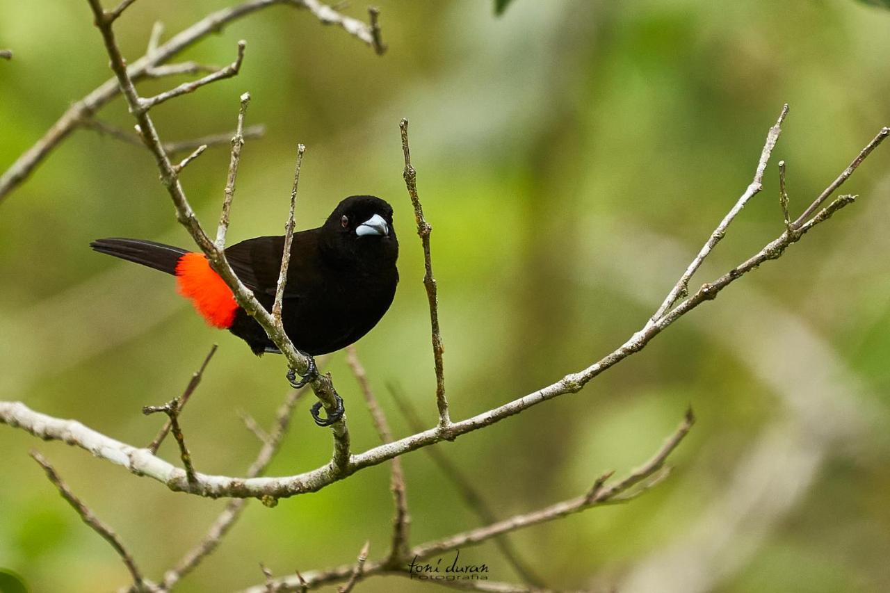Birds & Breakfast Costa Rica Bed & Breakfast La Tigra  Bagian luar foto