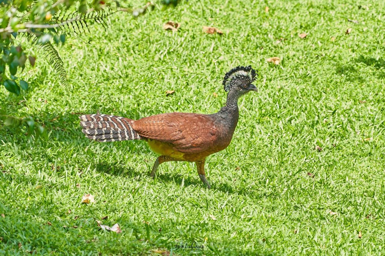 Birds & Breakfast Costa Rica Bed & Breakfast La Tigra  Bagian luar foto