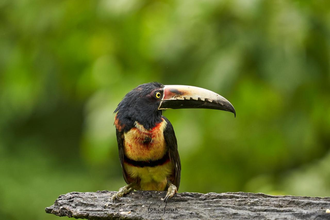 Birds & Breakfast Costa Rica Bed & Breakfast La Tigra  Bagian luar foto