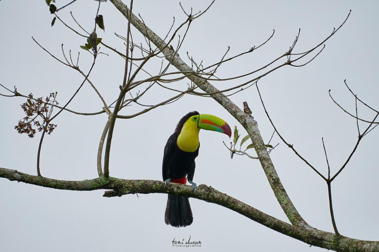 Birds & Breakfast Costa Rica Bed & Breakfast La Tigra  Bagian luar foto