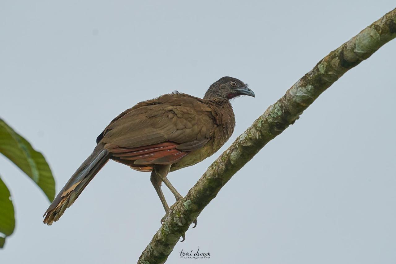 Birds & Breakfast Costa Rica Bed & Breakfast La Tigra  Bagian luar foto