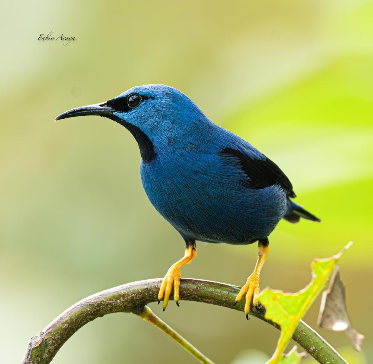 Birds & Breakfast Costa Rica Bed & Breakfast La Tigra  Bagian luar foto